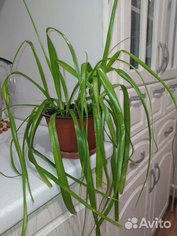 Индийский лук