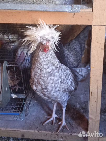 Петушки мини