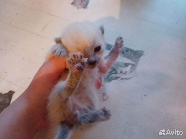 Продам котят.Порода дворянская,если вопросы пишите