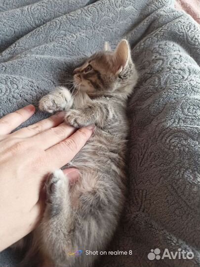 Кошка в дар бесплатно