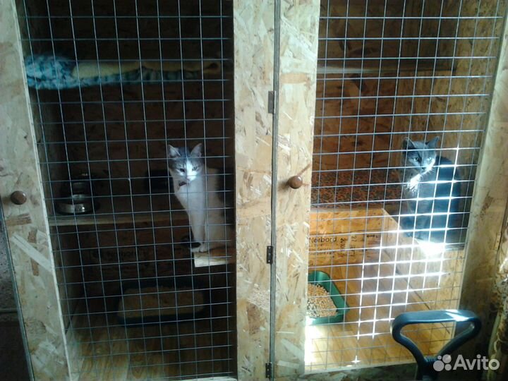 Специализированная гостиница для кошек