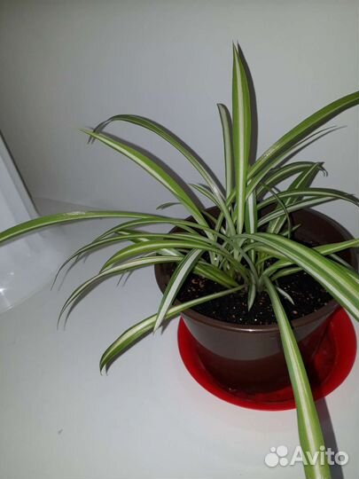 Камнеломка, хлорофитум