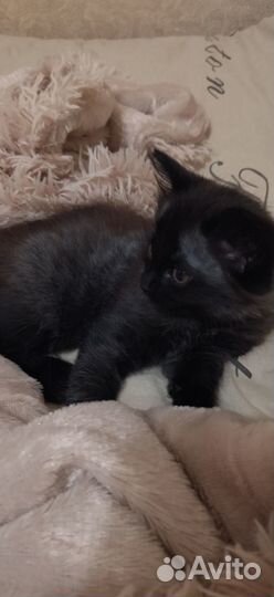 Отдам котика