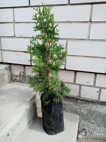Продаю туи