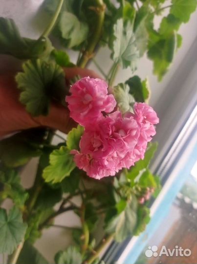 Герань пеларгония