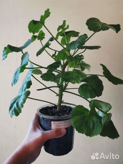 Пеларгония Saxdalens