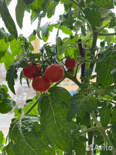 Помидоры в горшке