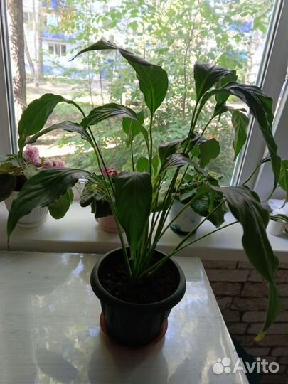 Спатифиллум