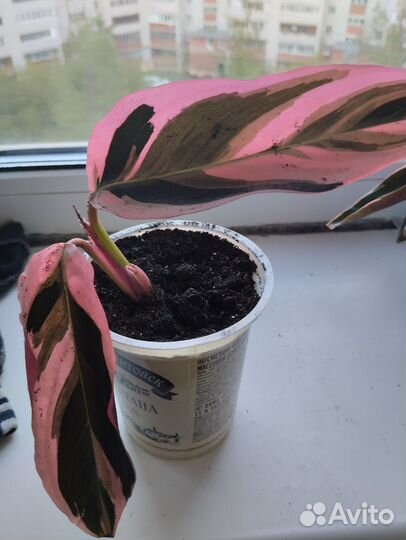 Строманта триколор