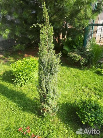 Можжевельник