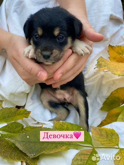 Щенки бесплатно