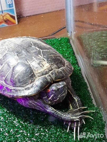 Красноухая черепаха