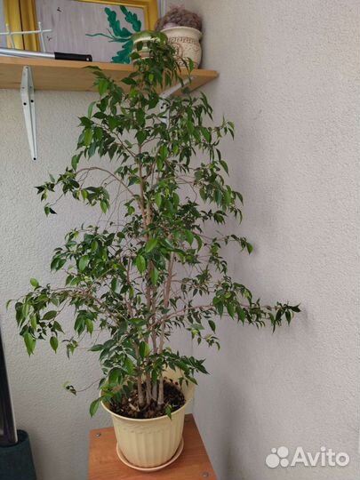 Фикус Наташа. 1.5м