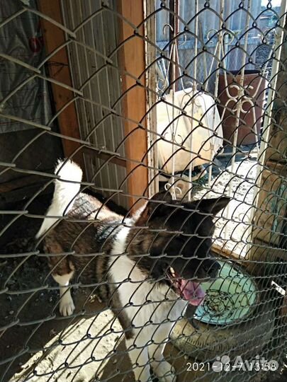 Вязка Американская Акита