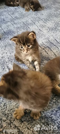 Котята мейн-кун