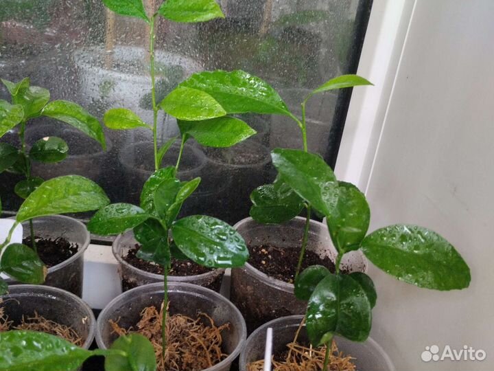 Рассада цитрусовых Лимоны, Мандарины, апельсины