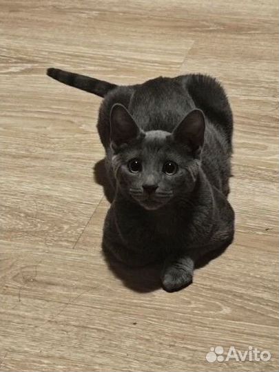 Отдам в добрые руки