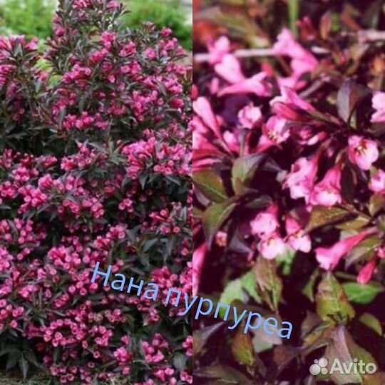 Декоративные растения для сада, вейгела