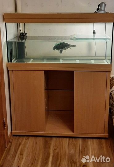 Отдам красноухую черпаху