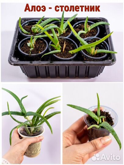 Хавортия, денежное дерево, алоэ столетник