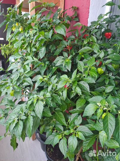 Перец острый хабанеро