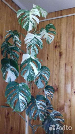 Монстера альба