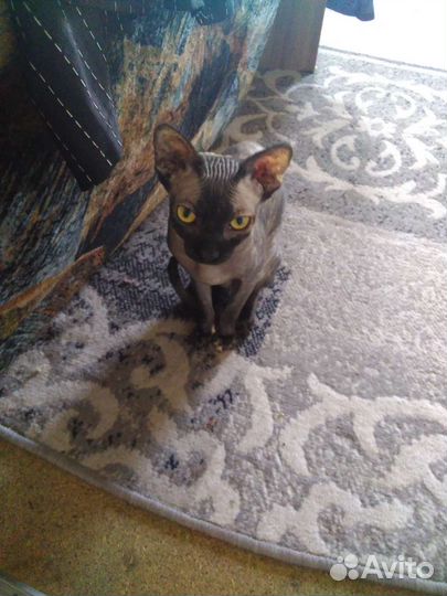 Канадский сфинкс