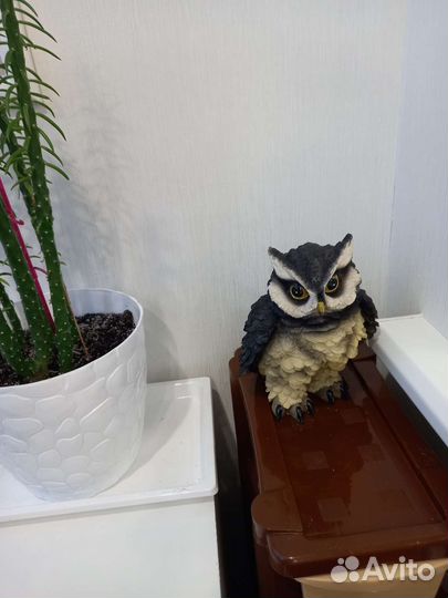 Красавица сова с живыми глазами