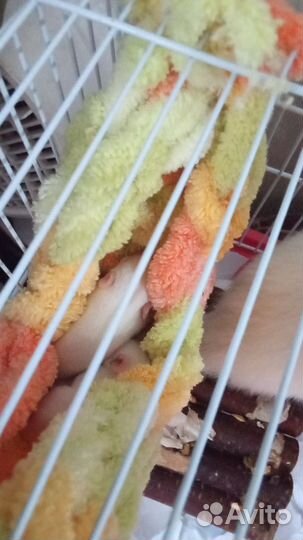 Декоративные крысята