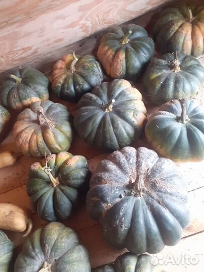 Тыква сортовая