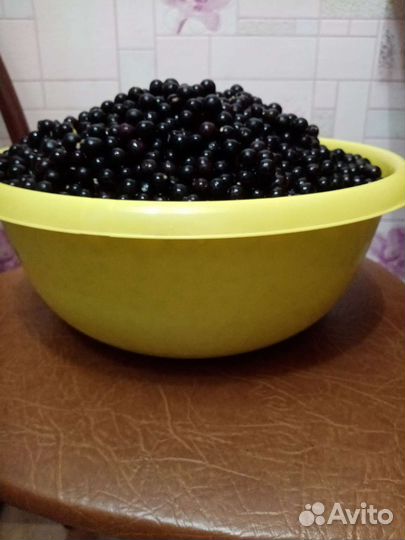 Паслён вкус детства