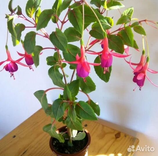 Гибискус Купера, фуксия, кактус