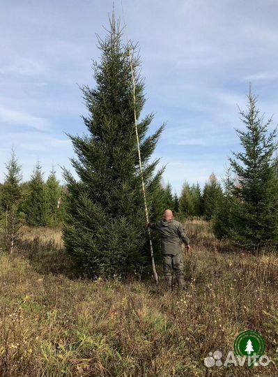 Ель обыкновенная для живой изгороди