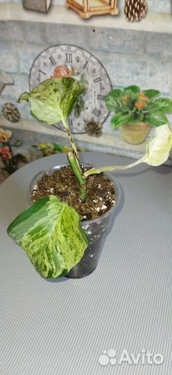 Эпипренум Хэппи лиф