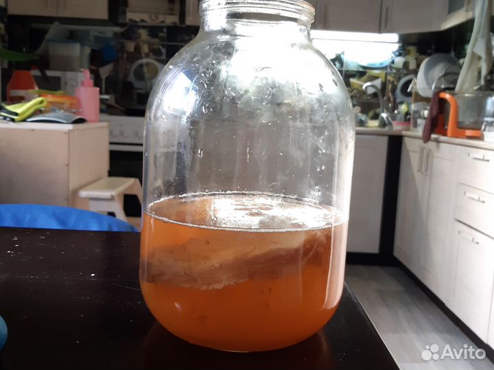 Чайный гриб,комбуча