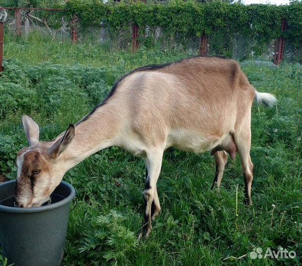 Дойные козы