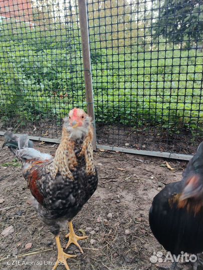 Продам молодых петушков
