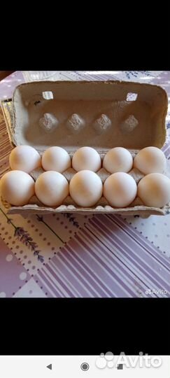 Яйца на еду