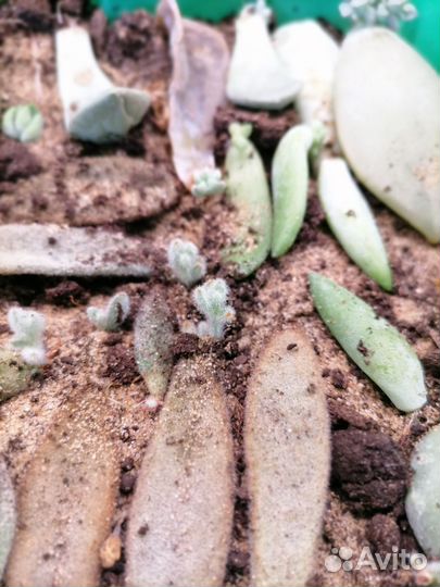 Крассулы разные виды