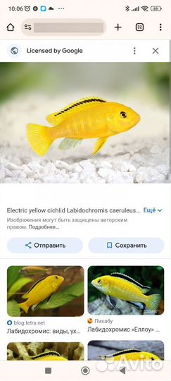 Аквариумные рыбки цихлиды