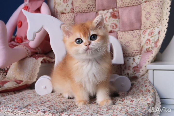 Британский мальчик