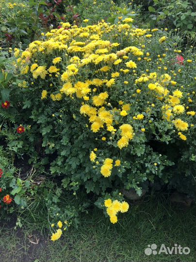 Хризантема