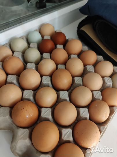 Яйцо домашнее