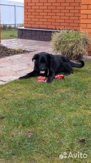 Щенок в добрые руки бесплатно