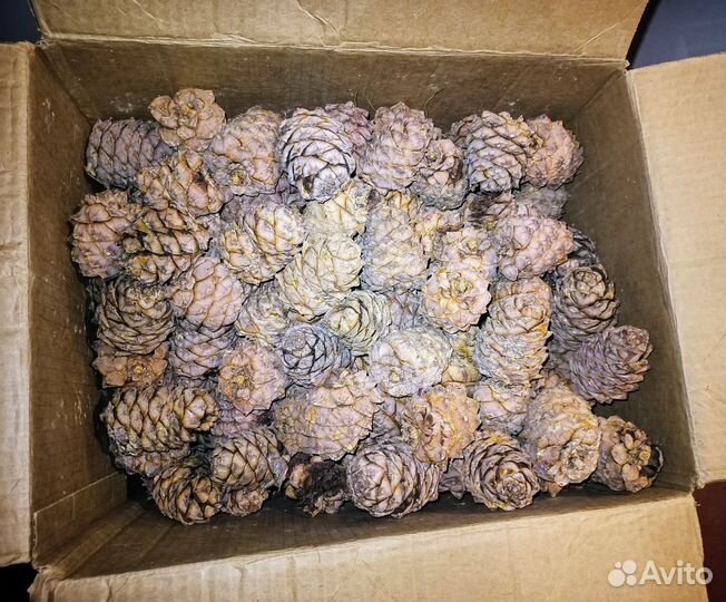 Шишка кедровая