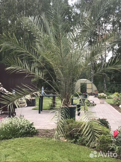 Пальма финиковая