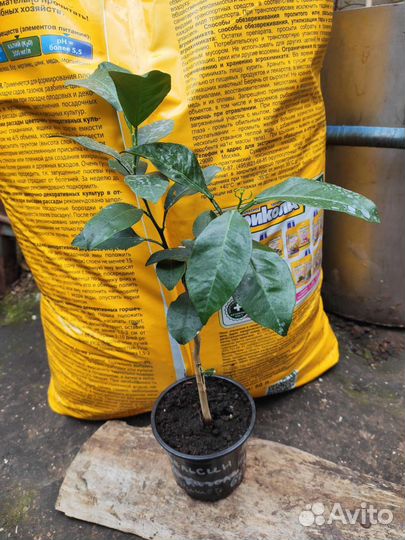 Мандарины, апельсины, лимоны