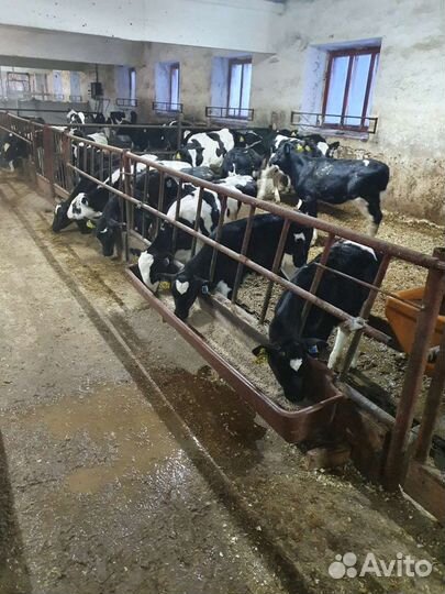 Бычки телята