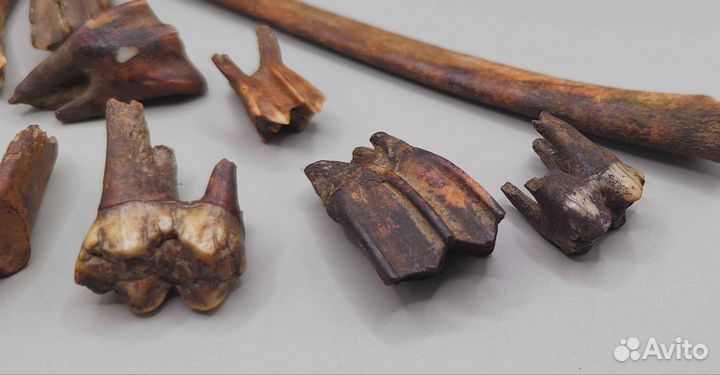 Зубы и кости древних животных / Окаменелости