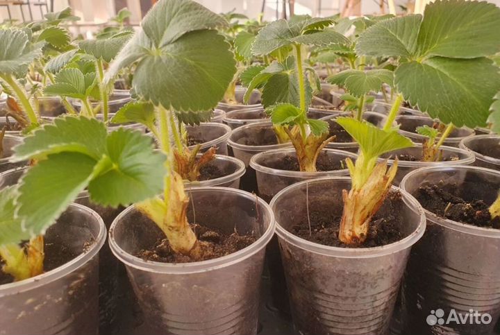 Рассада клубники